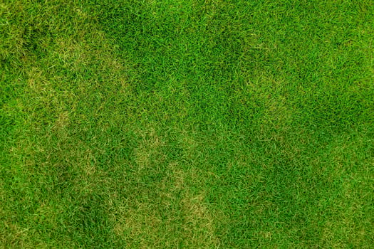 Excited All the Time in the Midst of Green photo