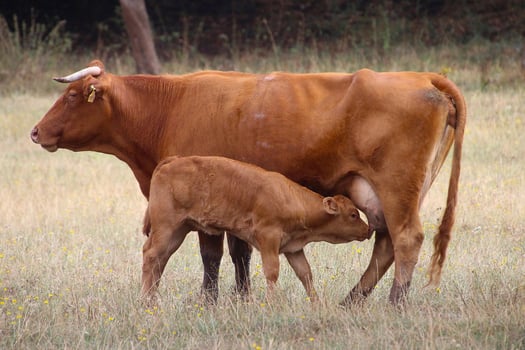 Nurturing Cow's Care in Feeding the Baby photo