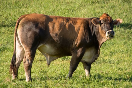 Bull Cow Standing in the Field and Shouting photo