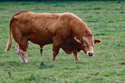 Silent Vigil Bull Cows Standing in the Field photo