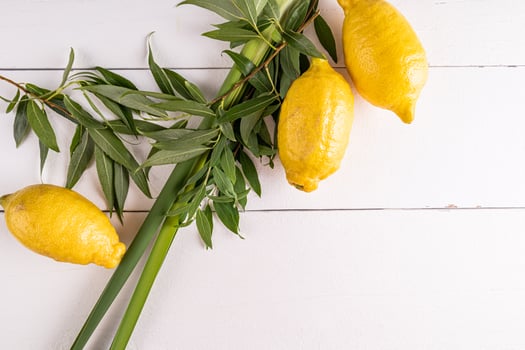 Green willow branches, palm branches, citrus fruits on a white wooden background. The concept of the Sukkot holiday. A copy space. top view. photo