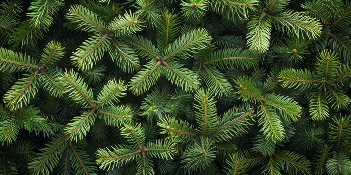 This is an intricately detailed closeup view of pine branches, showcasing their vibrant green needles, which beautifully highlights the remarkable beauty and texture found in nature photo