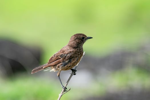 Perched Poise Sparrow on a Twig's Embrace photo