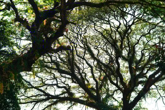 trees in the forest with curvy branch photo