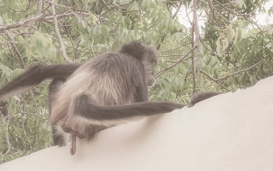 Spider monkey climbs around the hotel Playa del Carmen Mexico. photo