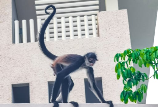Spider monkey climbs around the hotel Playa del Carmen Mexico. photo