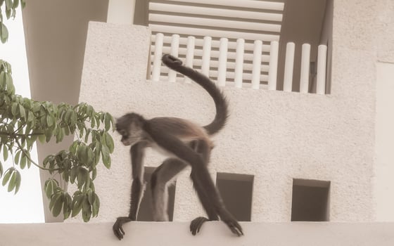 Spider monkey climbs around the hotel Playa del Carmen Mexico. photo