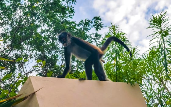 Spider monkey climbs around the hotel Playa del Carmen Mexico. photo