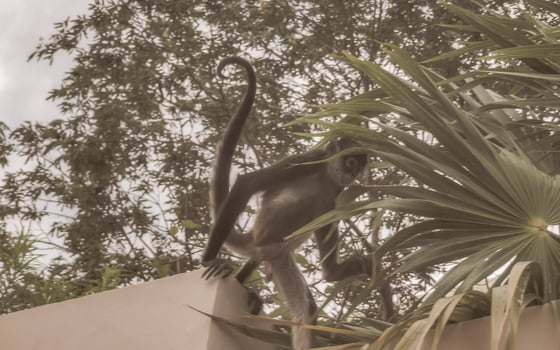 Spider monkey climbs around the hotel Playa del Carmen Mexico. photo