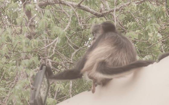 Spider monkey climbs around the hotel Playa del Carmen Mexico. photo