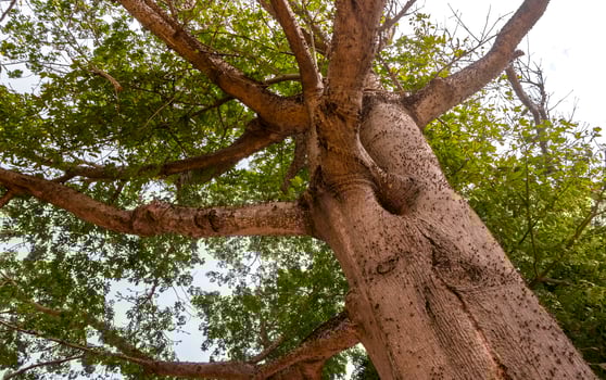 Huge beautiful Kapok tree Ceiba tree with spikes in Mexico. photo