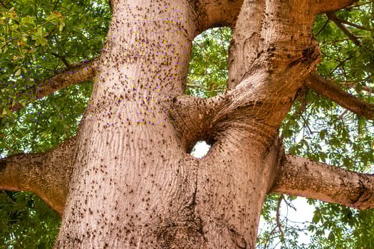 Huge beautiful Kapok tree Ceiba tree with spikes in Mexico. photo