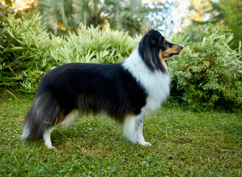 A dog sheltie tricolour photo