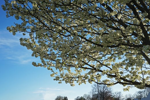 Close up blooming white Cherry Blossom flower tree with clear blue sky photo
