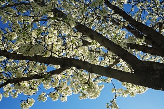 Close up blooming white Cherry Blossom flower tree with clear blue sky photo