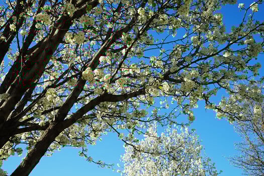 Close up blooming white Cherry Blossom flower tree with clear blue sky photo