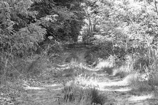 Photography on theme beautiful footpath in wild foliage woodland photo
