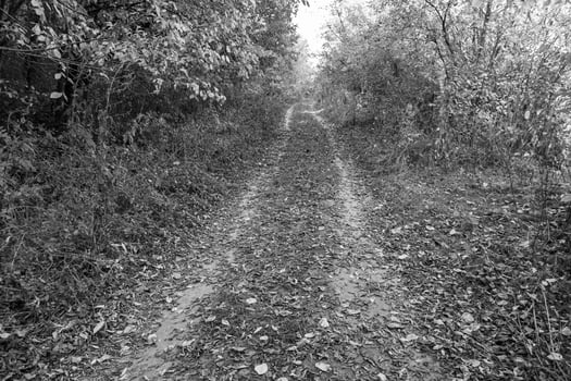 Photography on theme beautiful footpath in wild foliage woodland photo