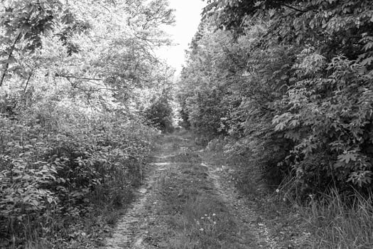 Photography on theme beautiful footpath in wild foliage woodland photo