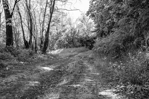 Photography on theme beautiful footpath in wild foliage woodland photo