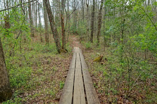 Boardwalk through the forest photo