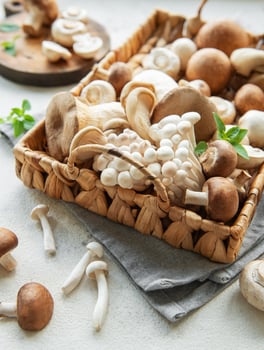 Assortment of various mushrooms photo
