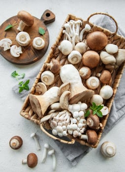 Assortment of various mushrooms photo