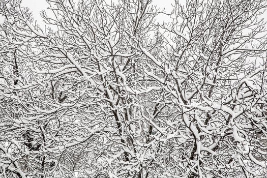 fluffy white snow on the branches photo