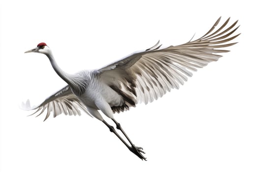 A poised crane with elongated neck in mid-flight. photo