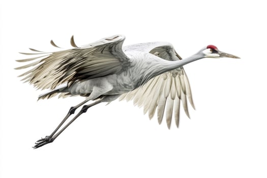 A poised crane with elongated neck in mid-flight. photo