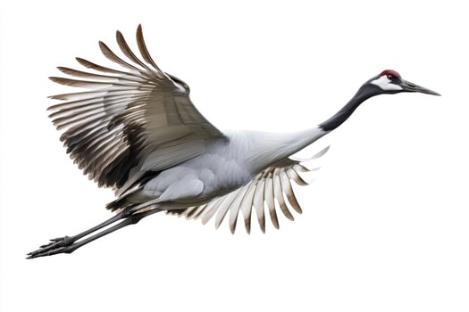 A poised crane with elongated neck in mid-flight. photo