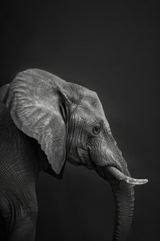 portrait studio photograph of african elephant photo
