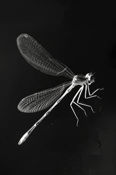 portrait studio photograph of damselfly photo
