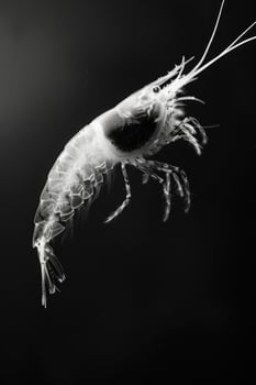 portrait studio photograph of krill photo