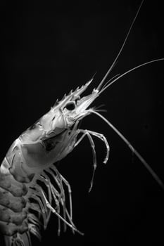 portrait studio photograph of shrimp photo