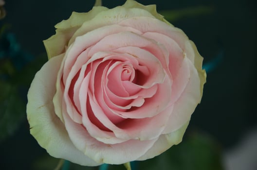 Pink beige rose flower on a black background photo