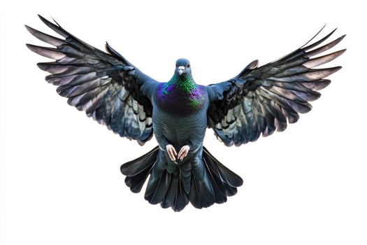A black pigeon in mid-flight, wings outstretched. photo