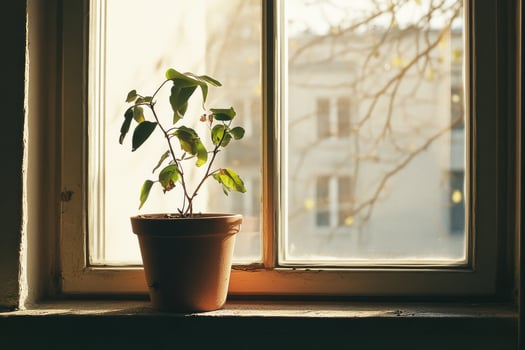 A withered plant in a pot next to a window with sunlight streaming in. photo