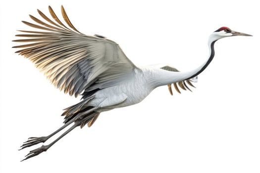 A poised crane with elongated neck in mid-flight. photo