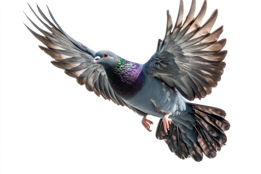 A black pigeon in mid-flight, wings outstretched. photo