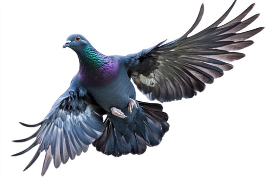 A black pigeon in mid-flight, wings outstretched. photo