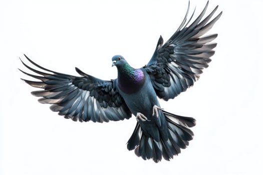 A black pigeon in mid-flight, wings outstretched. photo