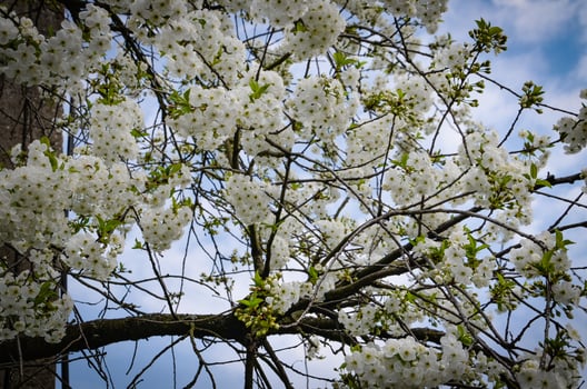 white-blooming cherry tree a sign of spring and blue skies photo