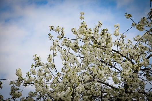Blue skies and a white-blooming cherry tree - a sign of spring photo