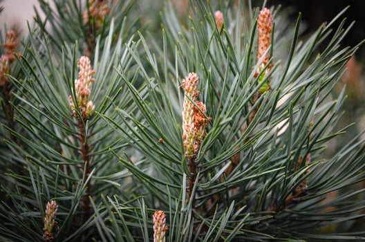 Pine sprouts new shoots in spring photo