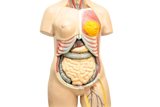 Human woman body model anatomy isolated on white with clipping path for medical training course, teaching medicine education. photo