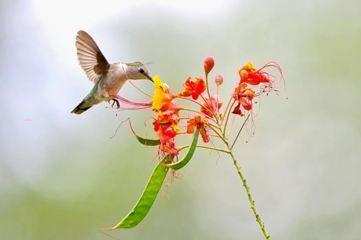 Nectar Quest How Hummingbirds Gather from Airborne Blooms photo