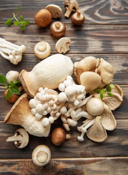 Assortment of various mushrooms photo