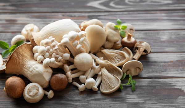 Assortment of various mushrooms photo