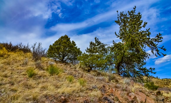 Desert succulents, cacti, prickly pear Cylindropuntia and Opuntia sp. and yucca on a hillside in Colorado, US photo